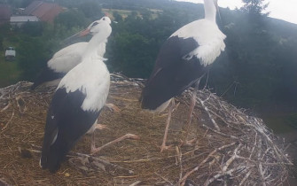 Obraz podglądu z kamery internetowej storks Jasień